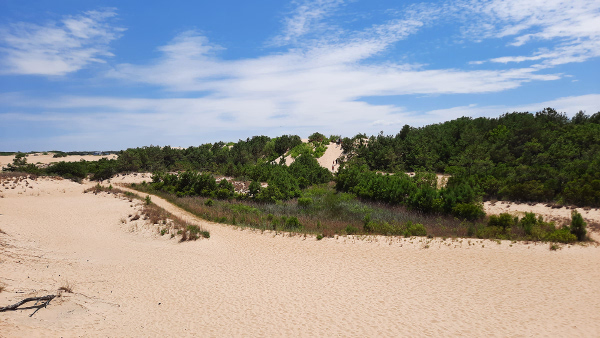 Sand Dunes at Jockey's Ridge State Park