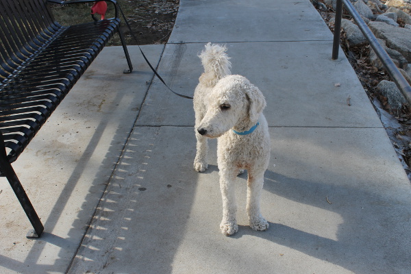 Barron at the Park