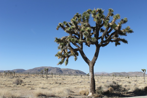 Joshua Tree National Park