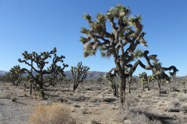 Joshua Tree National Park
