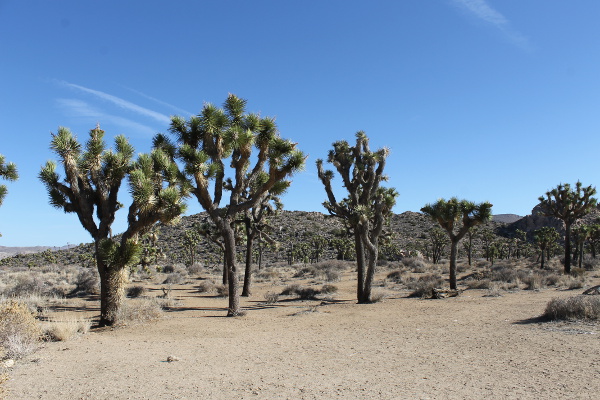 Joshua Tree National Park