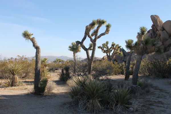 Joshua Tree National Park