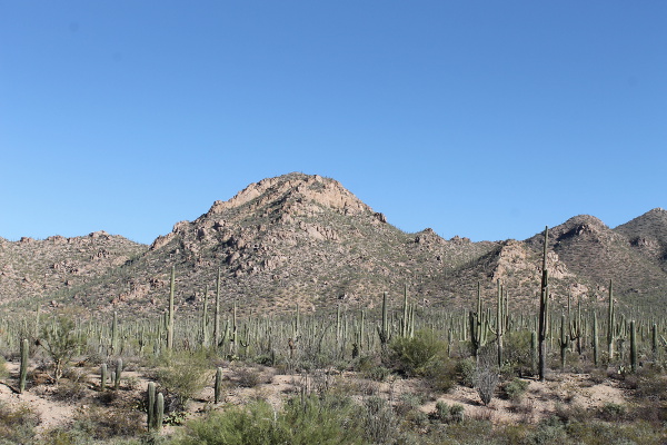 Saguaro National Park