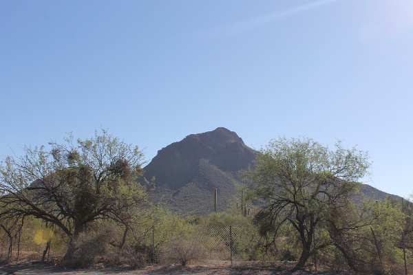 Saguaro National Park