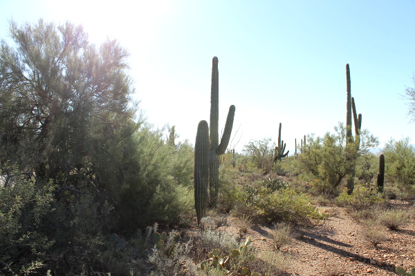 Saguaro National Park
