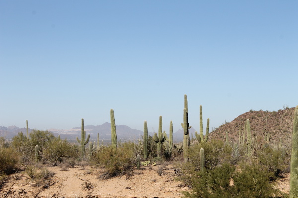 Saguaro National Park