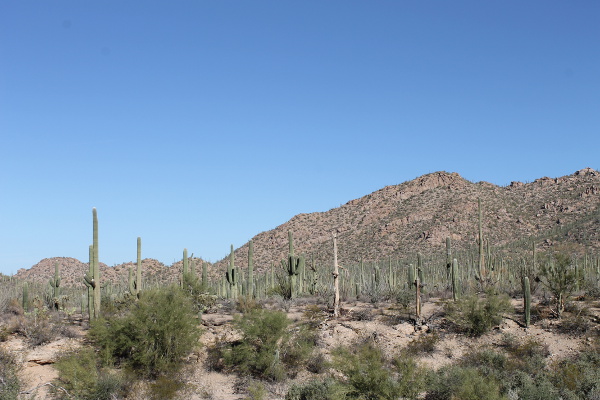 Saguaro National Park