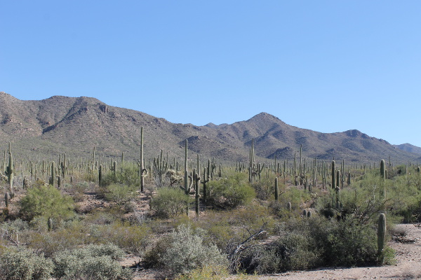 Saguaro National Park